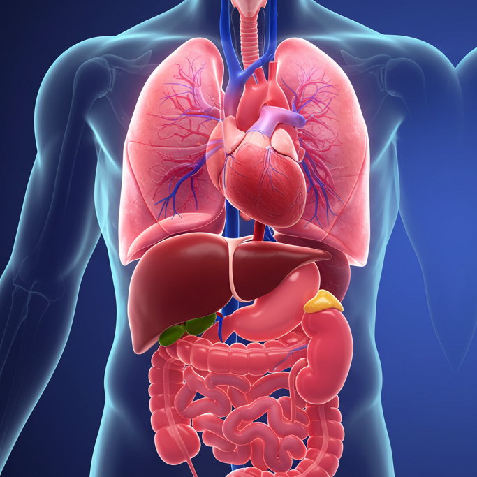 Organs — The Body's Building Blocks