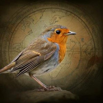 A Robin Navigating