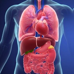 Organs — The Body's Building Blocks