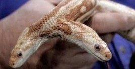 mutated snakes