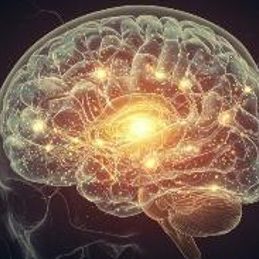 The Human Brain
