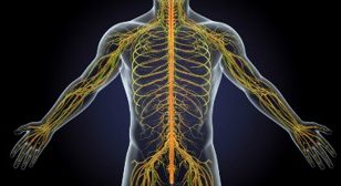 The body's intricate nervous system