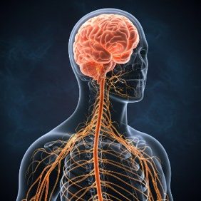 Brain's 100,000 miles of connections!