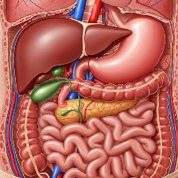 The digestive system