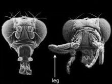 Mutated fly with replaced antenna